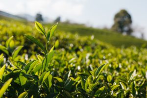 Teepflanze Camellia sinensis